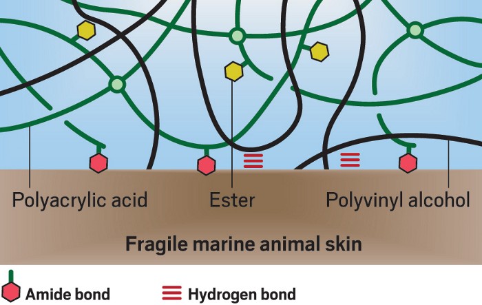 Bioadhesive for sticking sensors on squishy squid