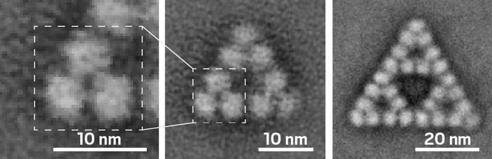 L'enzyme forme des complexes avec des géométries fractales