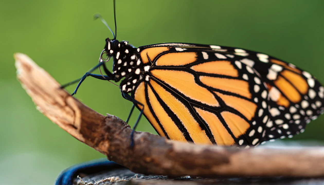 Neonicotinoids might harm butterflies too