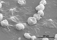 Serving the chemical, life science, and laboratory worlds