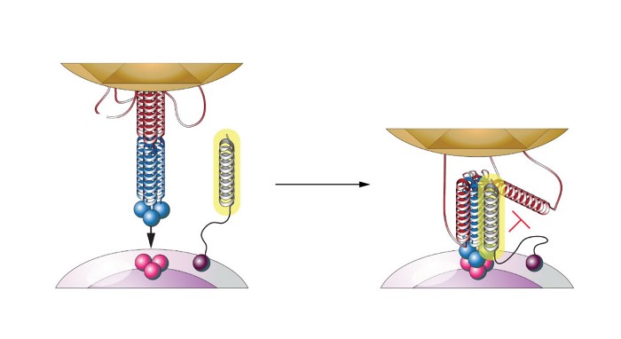 A stapled lipopeptide interjects a decoy version of a helical protein structure that prevents the SARS-CoV-2 virus from folding.