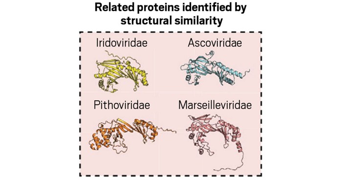 Structure search suggests the function of thousands of viral proteins