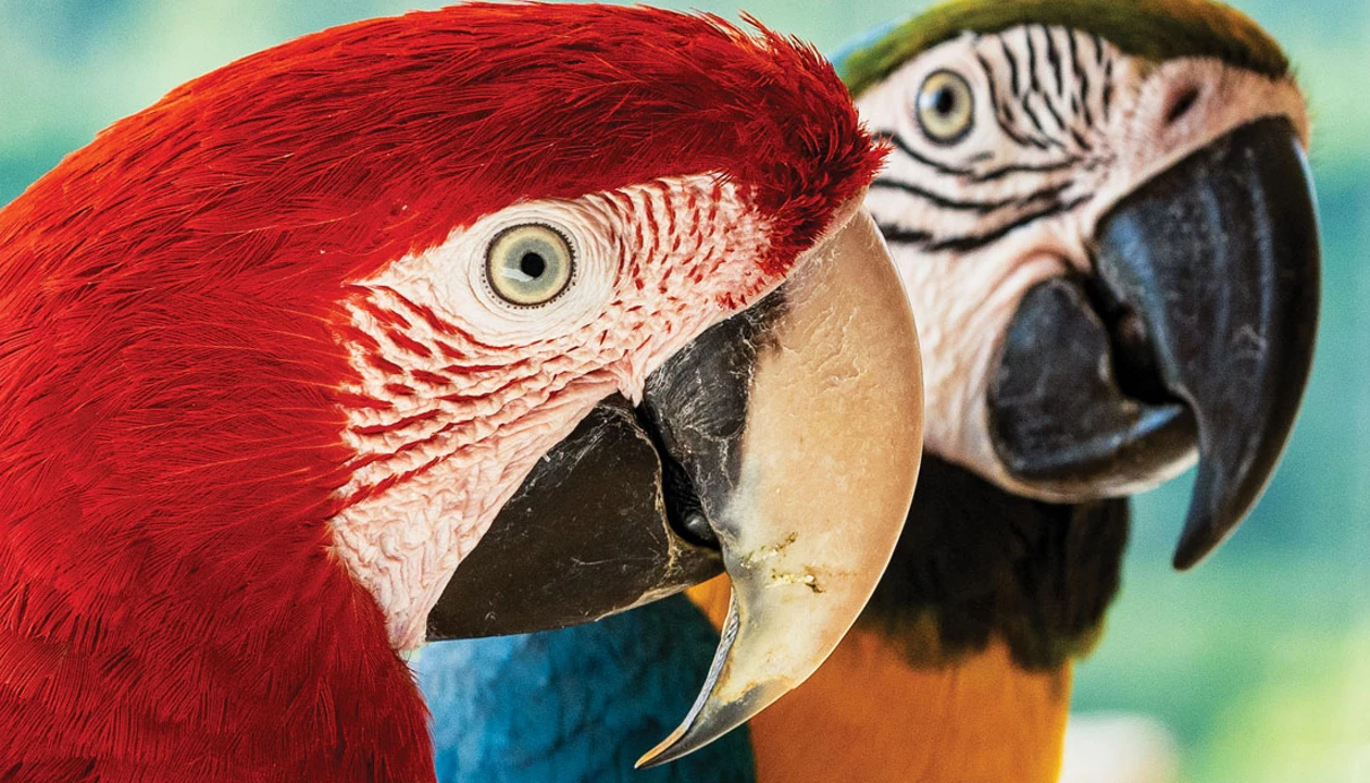 Photo inspiration: Social Anxiety In Parrots Reference: How An Enzyme Powers Parrots Colorful Plumage