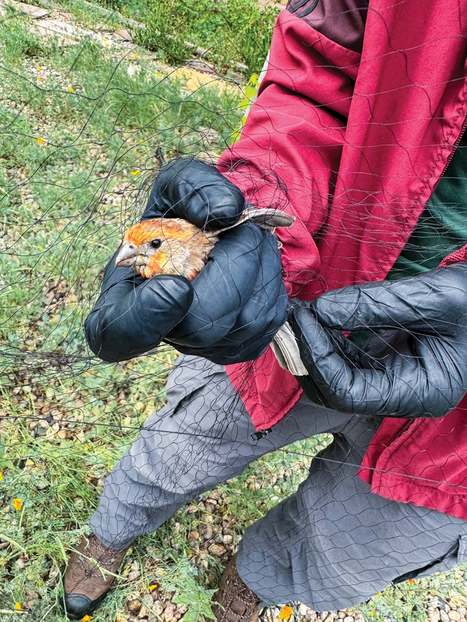 What to Feed Birds to Kill Them: Dangerous Foods to Avoid
