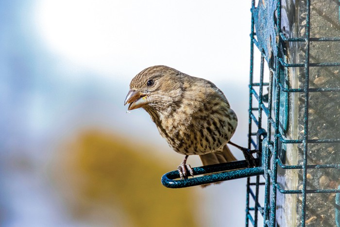 Coated seeds turn birds into mosquito-killing machines