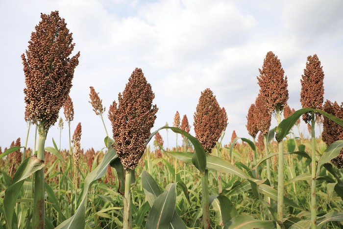 Scientists uncover genetic link to heat-tolerant photosynthesis