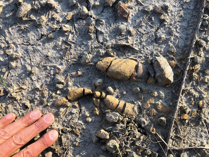 Fossilized feces and vomit contain clues to the rise of the dinosaurs
