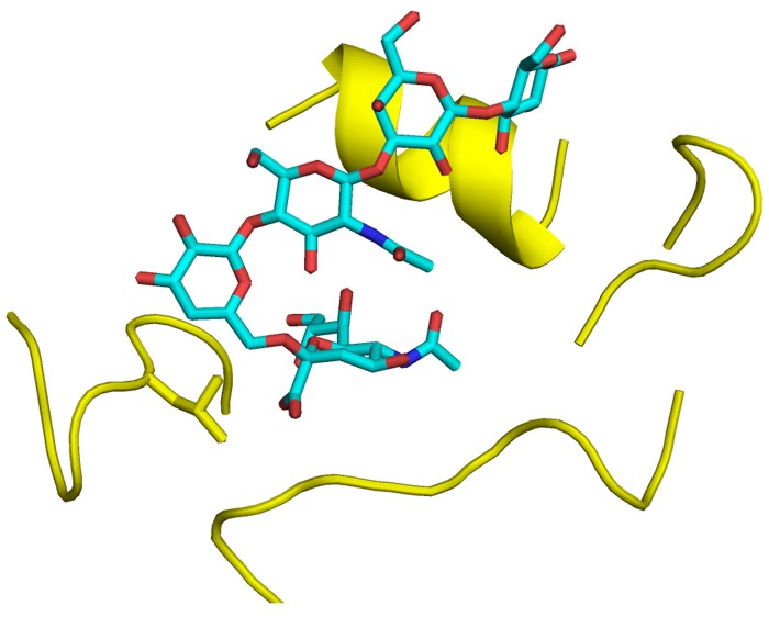 H5N1 hemagglutinin bound to human-type receptor analog.