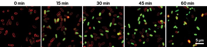 RNA Aptamers: A New Fluorescent Sensor for Ligand Detection