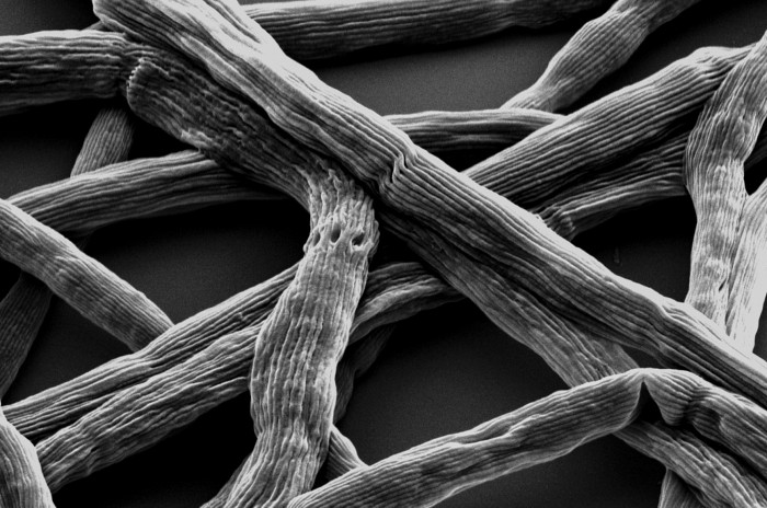 Proof positive: Protons move along filamentous bacteria