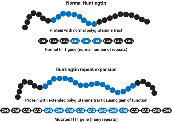 Uma cadeia de proteína e a sequência de DNA correspondente para a proteína Huntingtina, mostrada em dois painéis: o painel superior tem uma repetição de comprimento normal destacada, e o painel inferior tem uma repetição muito mais longa e está rotulado "Huntingtina expandida."