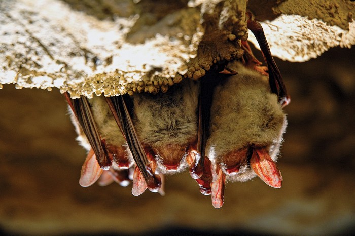 Why do bats play host to so many viruses?