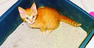 What Makes Cat Litter Clump: Secrets to Perfect Clumping Every Time