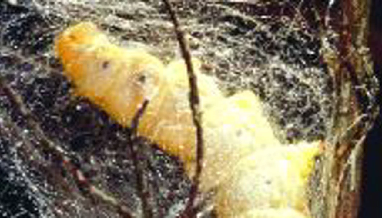 Unraveling the Secrets of Silk