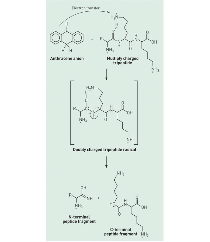 PROTEINSEQUENCINGMASSES