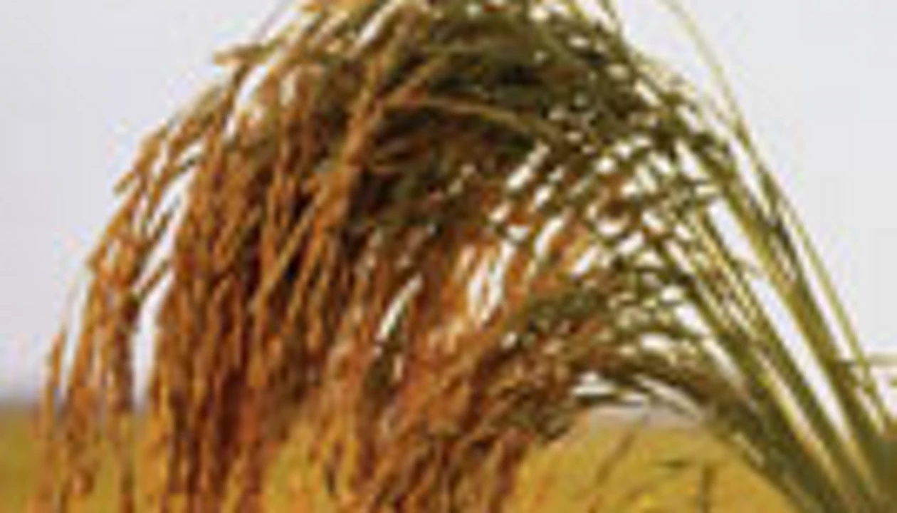 Arsenic in Rice
