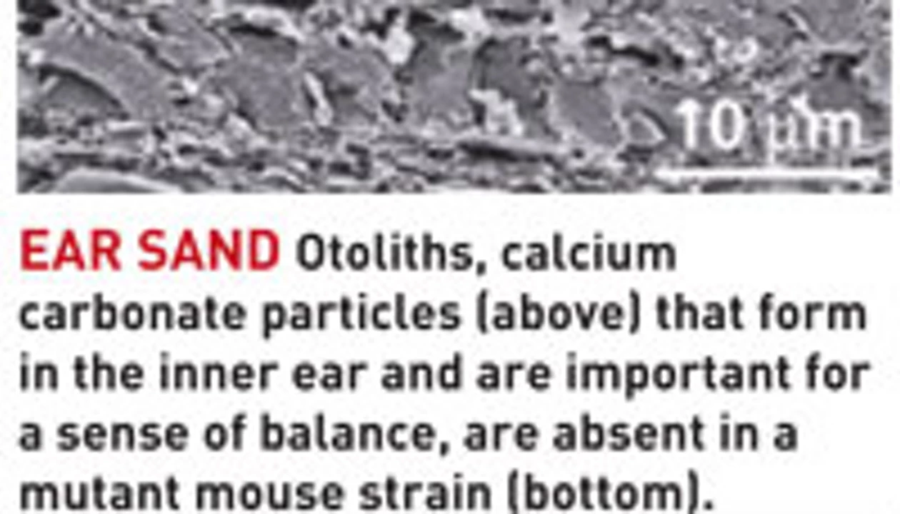 Radicals Tell Mice What's Up and Down