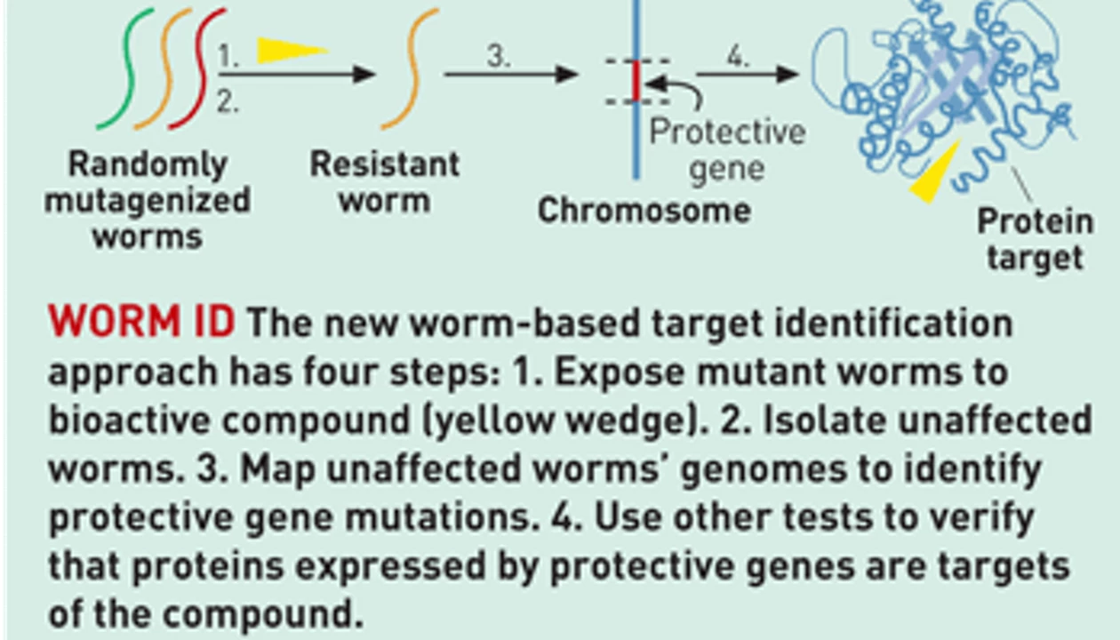 Worming Your Way To Drug Targets