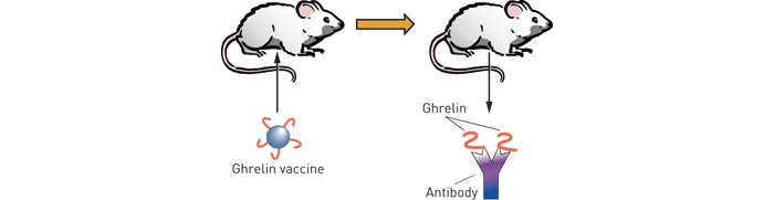 Next-Step-Obesity-Vaccines