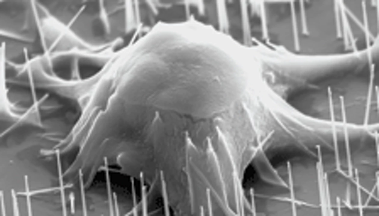 Cells grow on a bed of nails