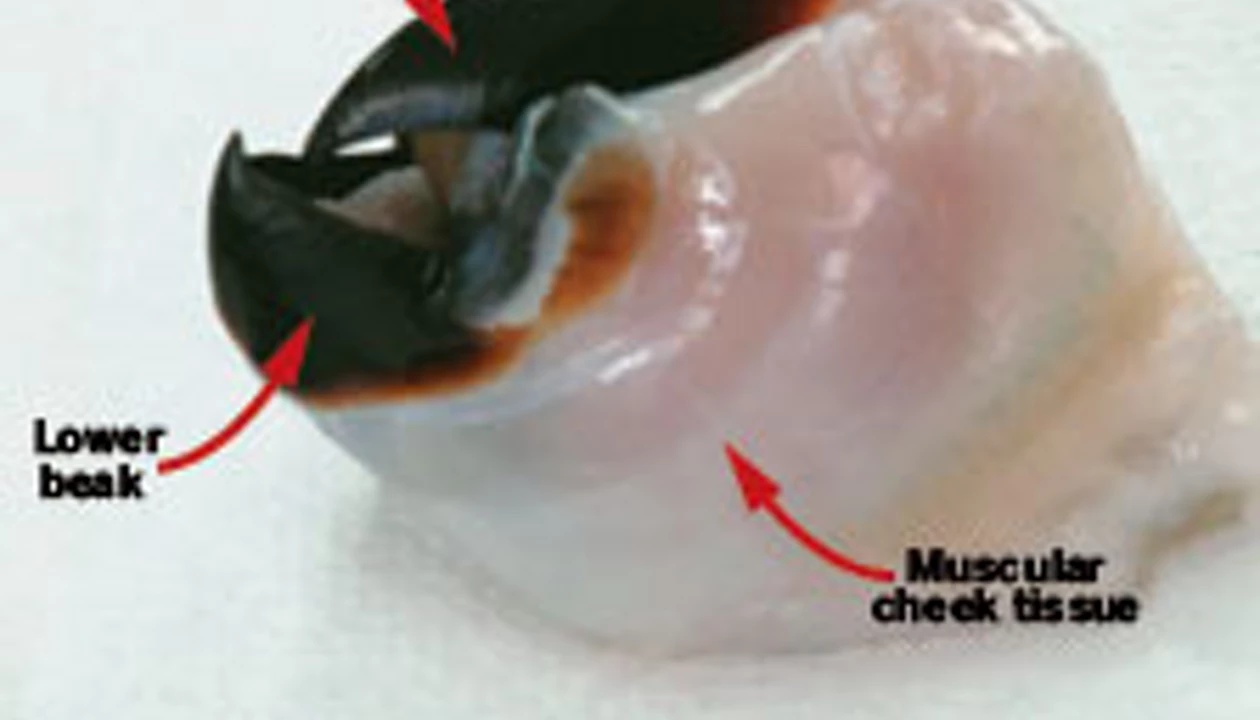 A Squishy Squid And Its Tough Beak: Mystery Resolved