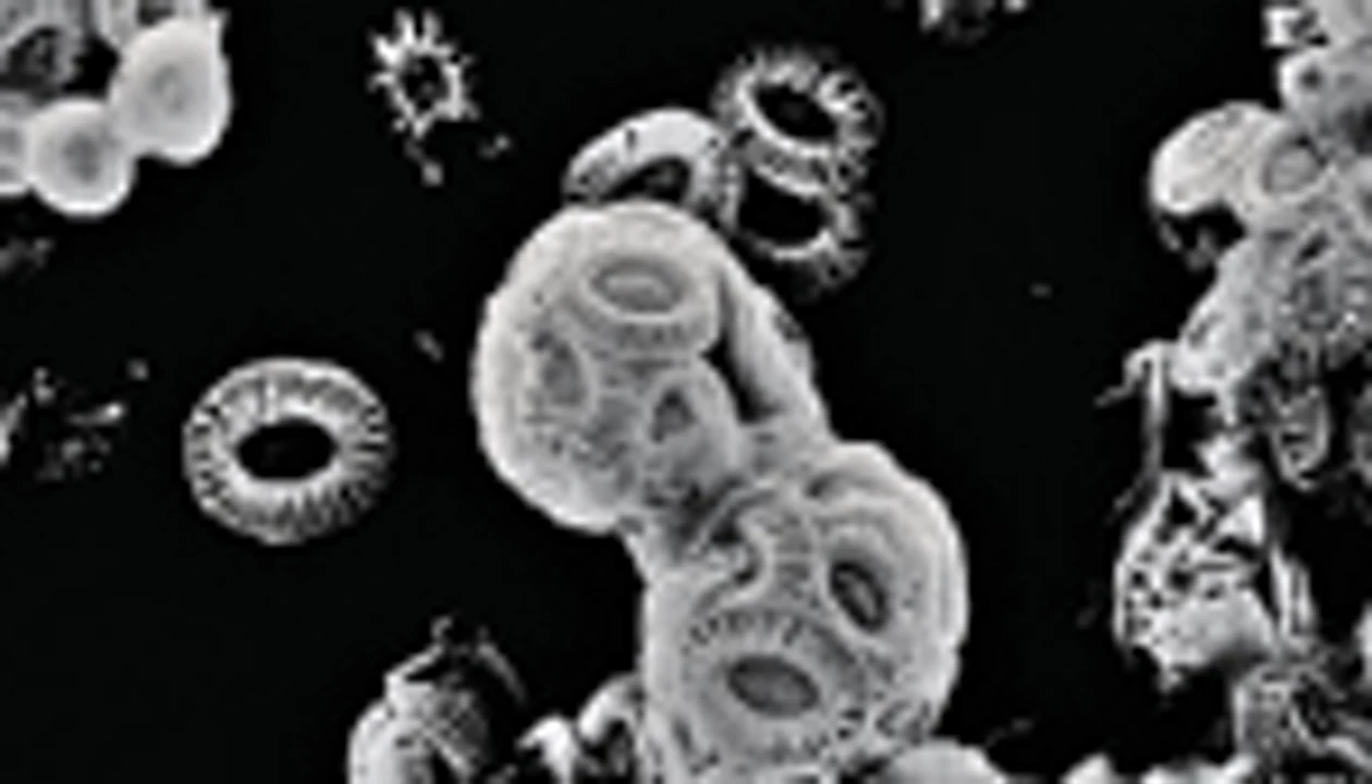 Ocean Calcification Varies As CO2 Rises