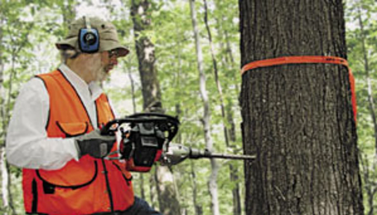 Trees Testify To Pollution