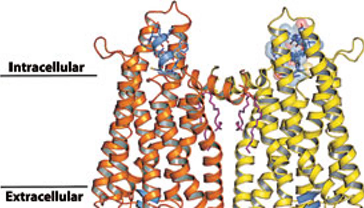 Opsin's Active Conformation Revealed