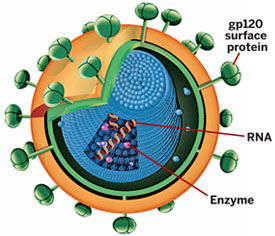 Nobel-Prize-Physiology-Medicine