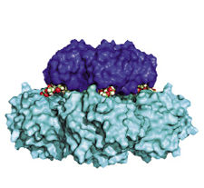 Shiga Toxin Inhibitor Help Combat   8645scon Bundlesilocxd Opt