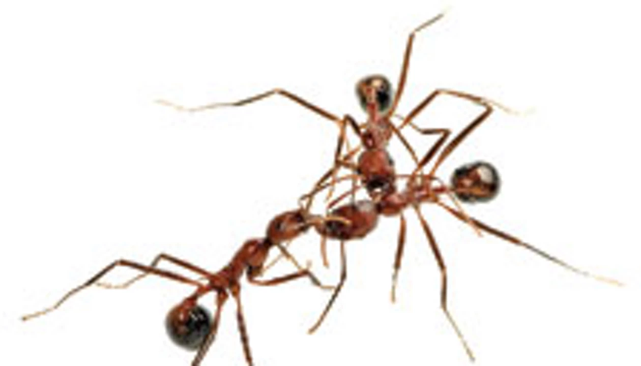 Ant Adultery, Brainiac Studs, No Fathers Required