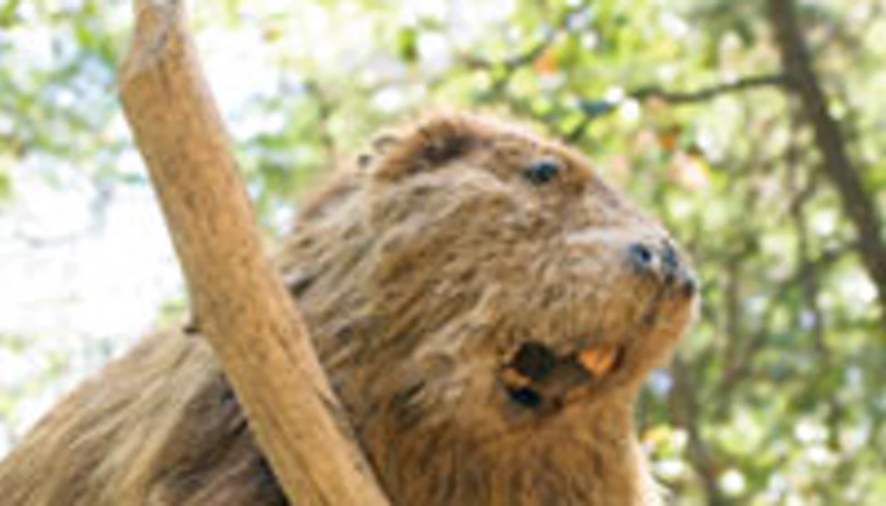 Chemical Beaver Tale