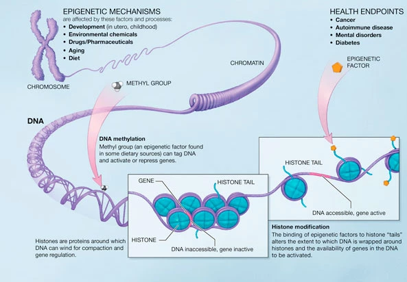 Genes And Chromosomes Diagram Understanding DNA And Chromosomes: A
