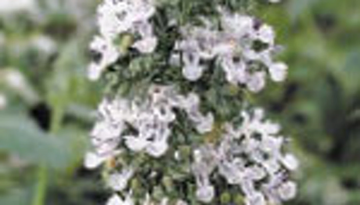 DuPont Gets Nod For Insect Repellant