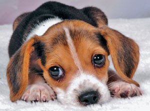 Cutest beagle 2024 puppy ever