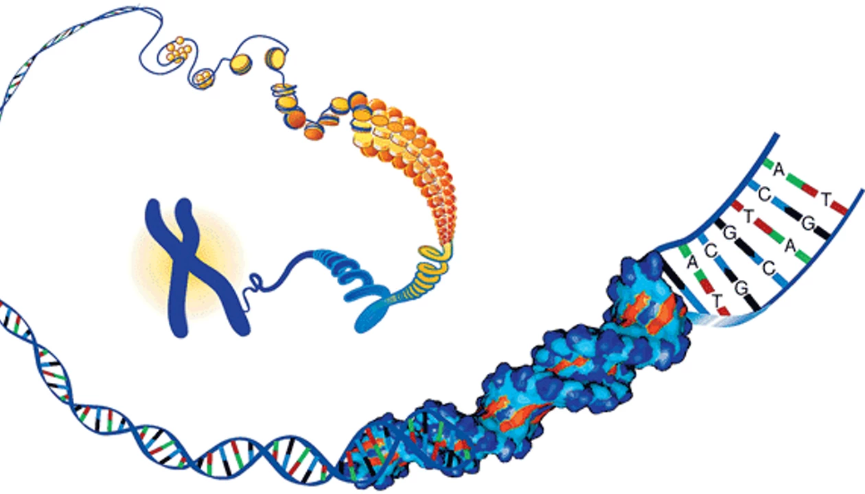DNA's First Language