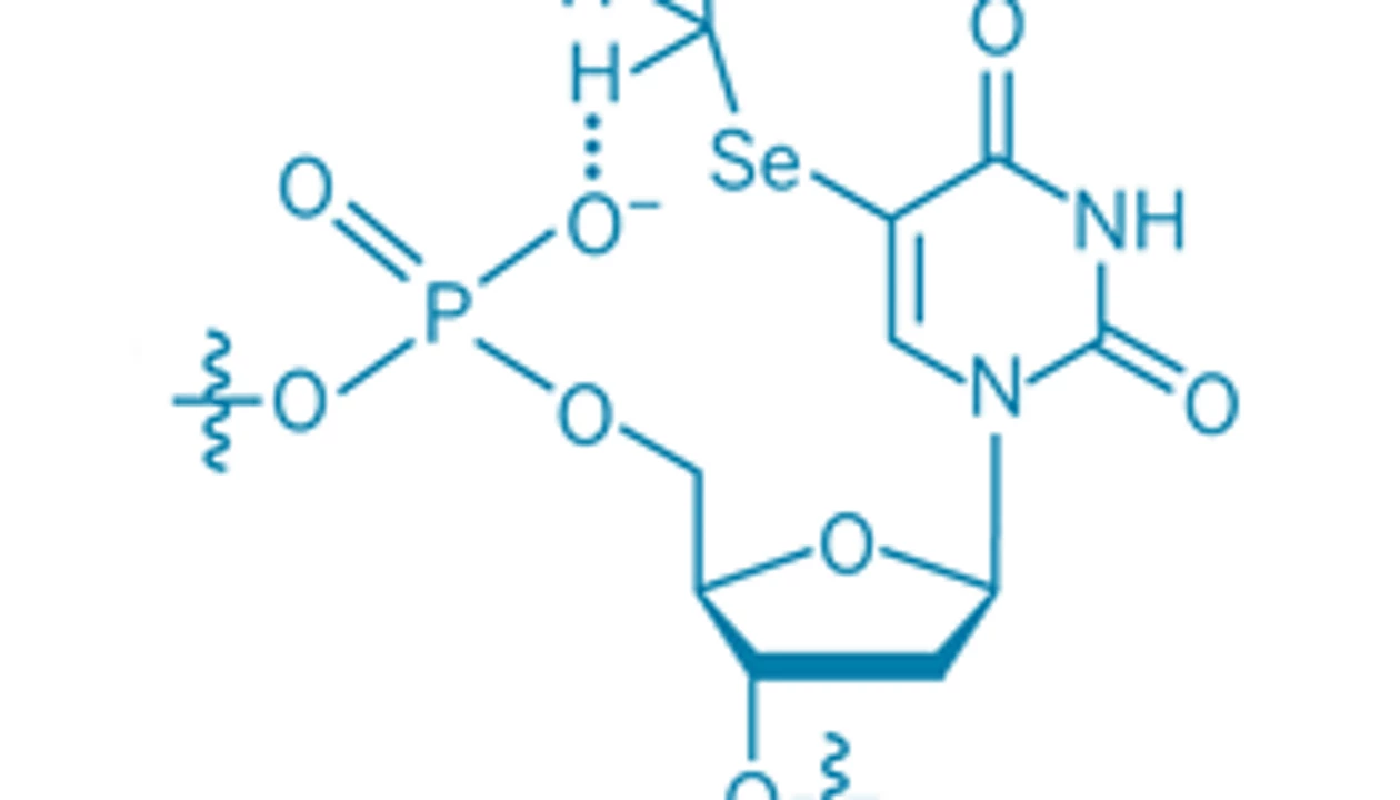 Methyl-Phosphate H-Bonds