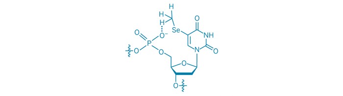 Methyl-Phosphate-H-Bonds