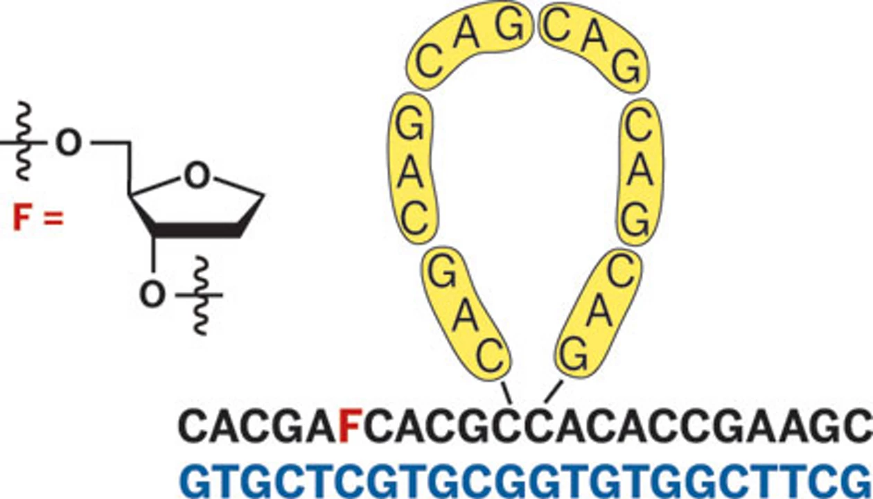 Balancing DNA Pathways