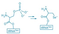 Serving the chemical, life science, and laboratory worlds