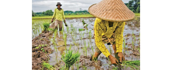 Bayer-CropScience-Collaborates-Rice-China