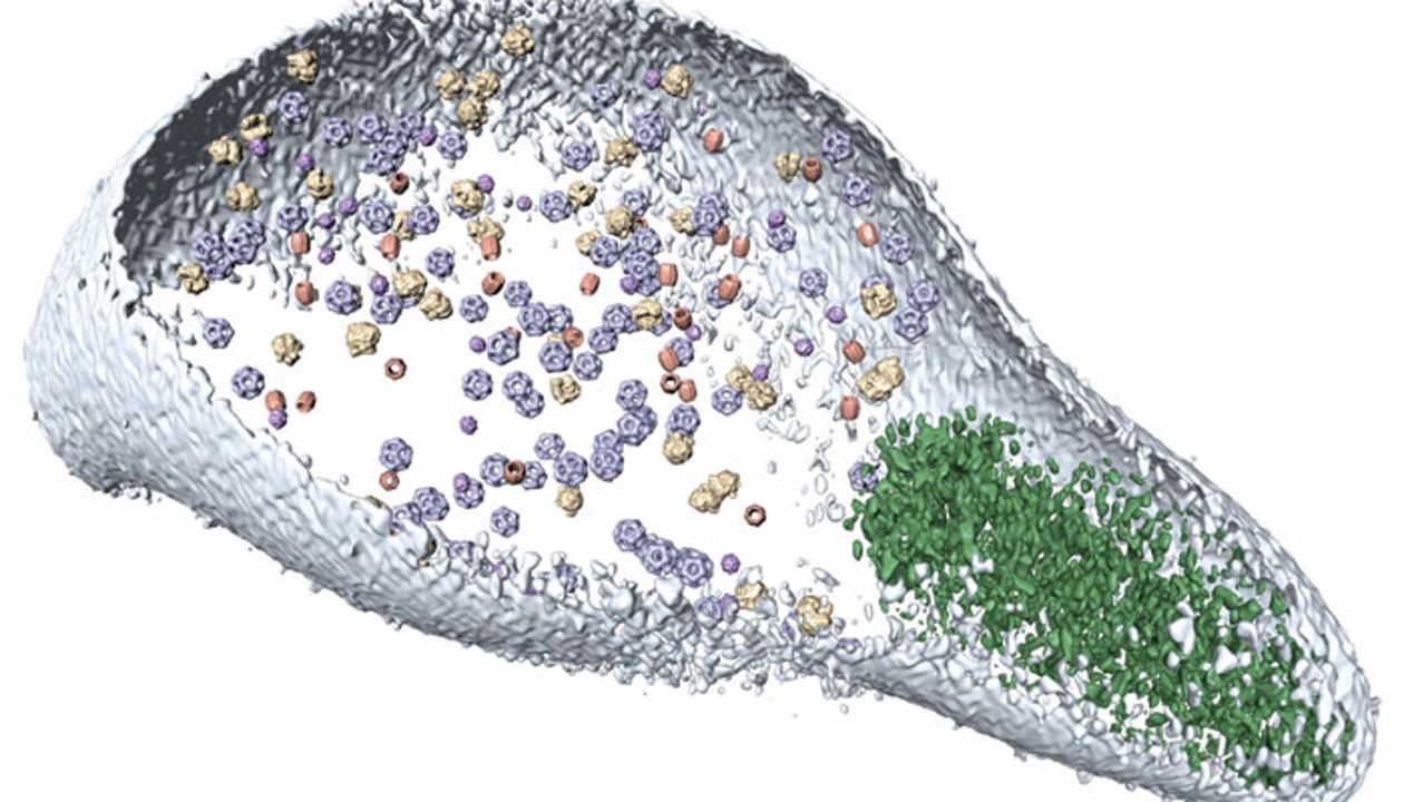 A Pathogen’s Biochemical Mesh