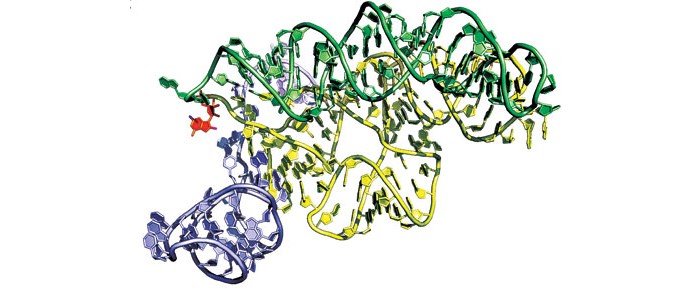 Radical-Kind-Methyl-Transfer