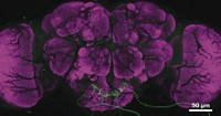 Serving the chemical, life science, and laboratory worlds