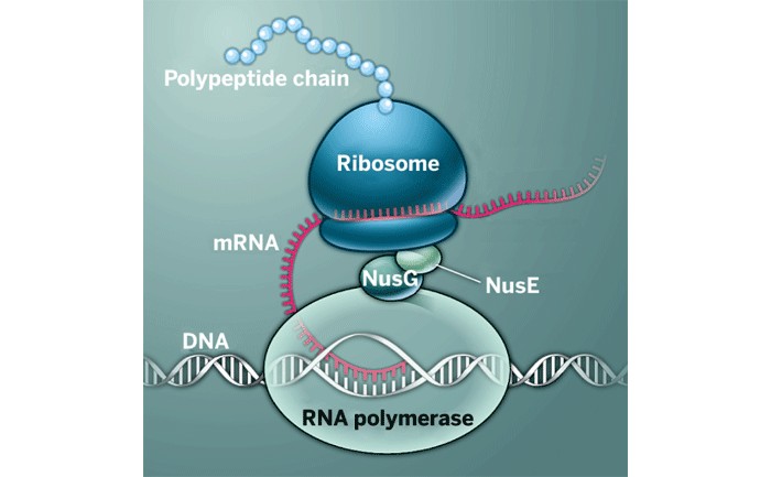 Solving-Protein-Mystery