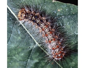 Arsenic-munching caterpillars may ingest poison to prevent being