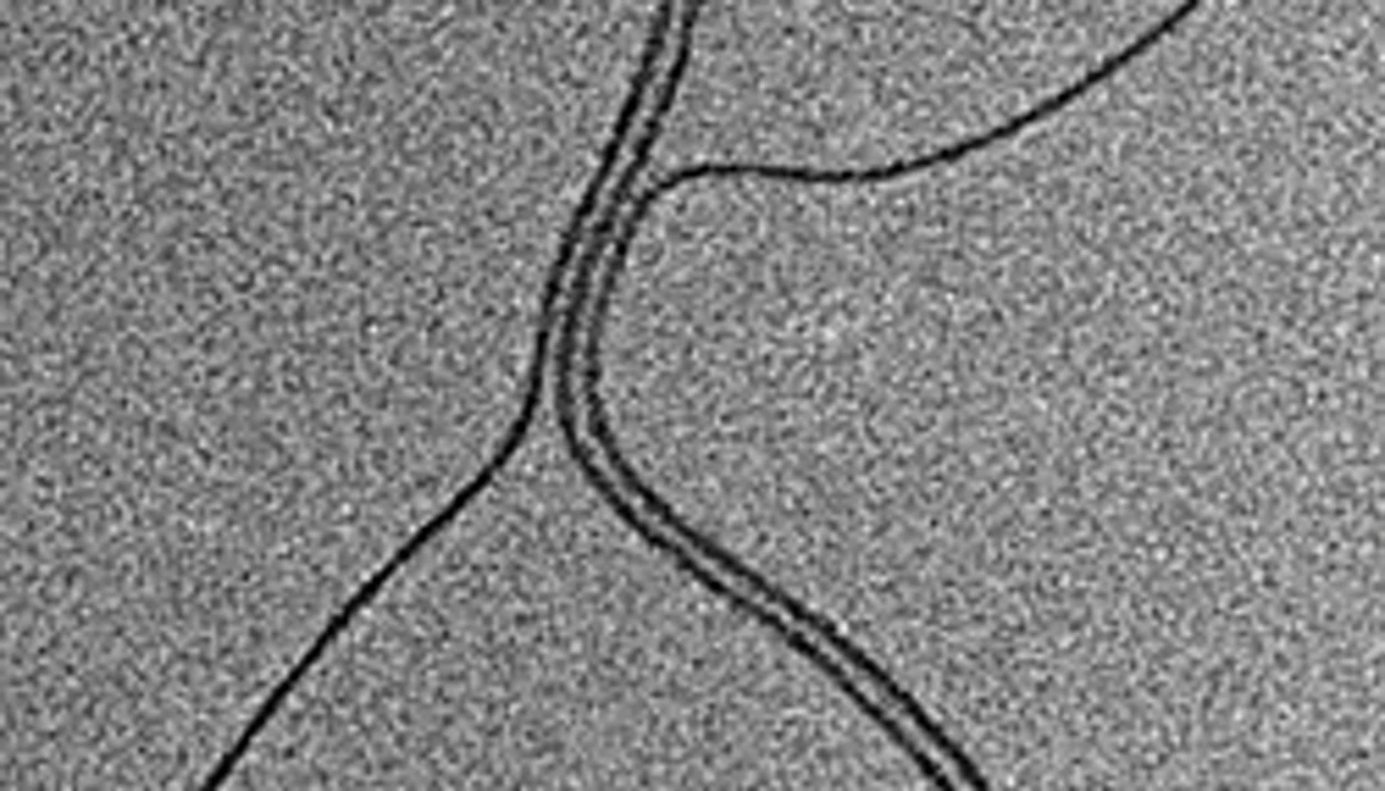Crystallite Seeds Shape Up Micelles