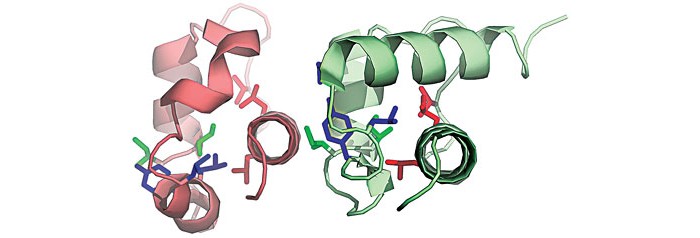 Spying-Fleeting-Proteins