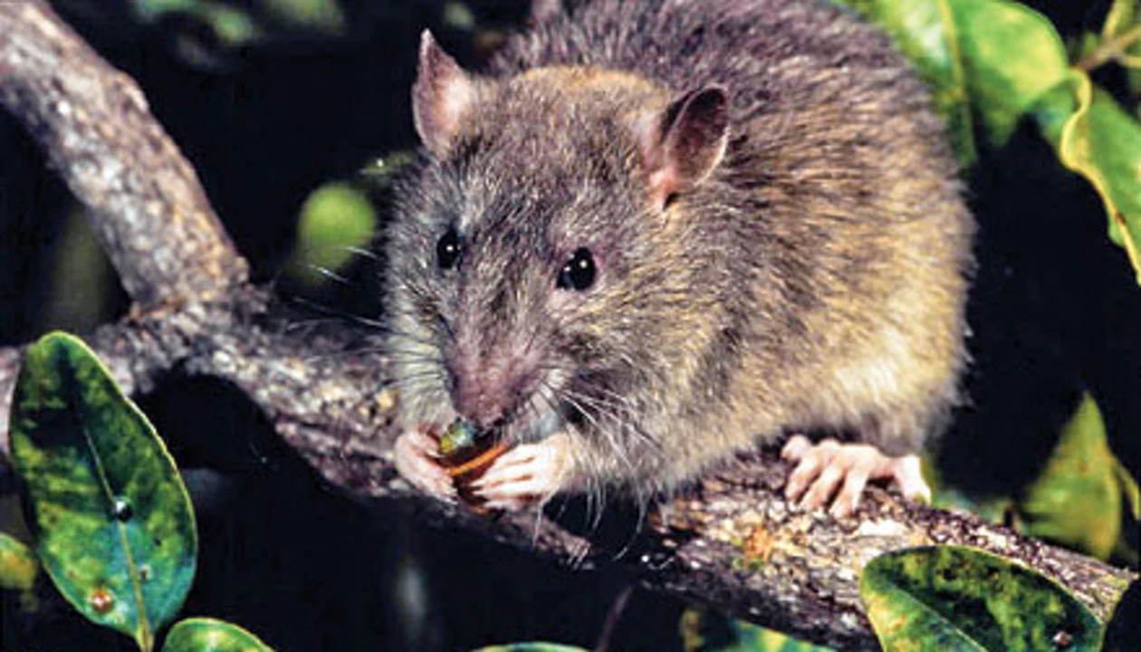 Regulating Rodents