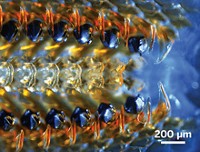 Serving the chemical, life science, and laboratory worlds